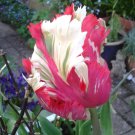 Destiny Parrot Tulip Bulbs Flowers Rare Tulips