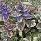 Ajuga Burgundy Glow Ground Cover Bugleweed Live Plant Dark Color Blue Flowers Perennials Zone 3-9 Se