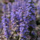 15 Ajuga Burgundy Glow Ground Cover Bugleweed Live Plant Dark Color Blue Flowers Perennials Zone 3-9
