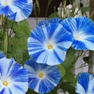 Morning Glory Flying Saucers Broken Pattern Blue White Colored Flowers Vine