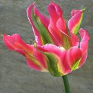 Virichik Tulip Bulbs Flowers Rare Parrot Tulips New Flower