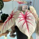 Fiesta Caladium Plant Flower Bulb Ppp Plants Perennial Flower