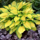 Hosta Island Breeze Live Plant Perennial Mature Root Bulb Rhizome Yellow Orange Lime Green Leaves Wi