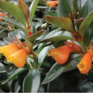Goldfish House Plant Cuttings Freshly Cut Upon Order Succulents With Orange Flowers Easy