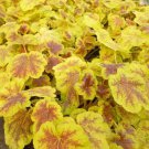 Solar Eclipse Heuchera With Flowers Perennial Live Plant Summer Spring Flower Full Sun Coral Bells