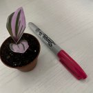 Mini Plants Tradescantia Nanouk House Plant Miniatures In Mini Pots Fairy Garden