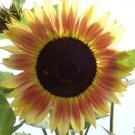 Sunflower Seeds Red Lemon Bicolor Flowers Organic Flower Seed Grown 25