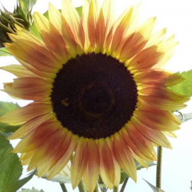 Sunflower Seeds Red Lemon Bicolor Flowers Organic Flower Seed Grown 25