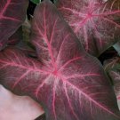 Black Caladium Berries And Burgundy Plant Flower Bulb Ppp Plants Perennial Flower