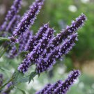 Black Adder Butterfly Bush Flowers Perennial Live Plant Summer Spring Flower Full Sun Coneflower
