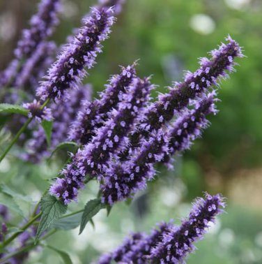 Black Adder Butterfly Bush Flowers Perennial Live Plant Summer Spring Flower Full Sun Coneflower