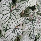 Debutante Caladium Plant Flower Bulb Ppp Plants Perennial Flower