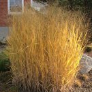 Dacotah Switch Grass Panicum Tall Grows 4' Feet Perennial Ornamental 1 Live Plant Clumping