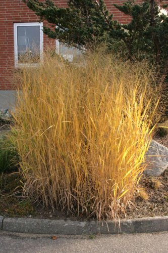 Dacotah Switch Grass Panicum Tall Grows 4' Feet Perennial Ornamental 1 Live Plant Clumping