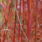 Dancing Wind Fountain Grass Fall Color Ornamental 1 Live Plant Clumping