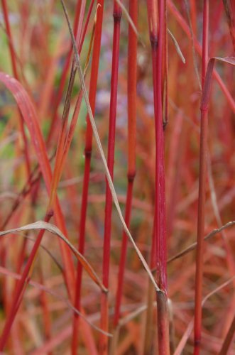 Dancing Wind Fountain Grass Fall Color Ornamental 1 Live Plant Clumping