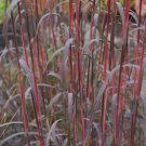 Holy Smoke Fountain Grass Fall Color Ornamental 1 Live Plant Clumping