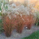 Fire Grass Graziella White Plumes Miscanthus Sinensis Red Orange Fall Color Perennial Ornamental 1 L