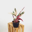 Pink Triostar Stromanthe 4.5" Inch White Pot Calathea Prayer Plant House Plants Live Seller Variegat