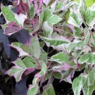 Pink Frost Tricolor Sweet Potato Vine