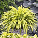 Hosta Curly Fries Live Plant Perennial Mature Root Bulb Rhizome Wiggly Leaf Accent Plant