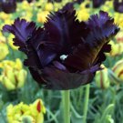 Black Frilly Tulip Bulbs Flowers Rare Parrot Tulips