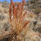 Bushy Bluestem Fountain Grass Pennisetum Perennial Ornamental 1 Live Plant Clumping