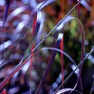 Rain Dance Fountain Grass Fall Color Ornamental 1 Live Plant Clumping