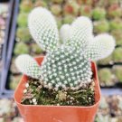 Bunny Ear Cactus White Fuzzy Head Live Plant Hilarious Great Indoor Plants Succulents Gift For Her