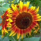 Sunflower Seeds Little Becky Beauty Flowers Organic Flower Seed Grown 25