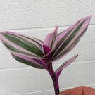 House Plants Cuttings Pink Tradescantia Nanouk Wandering Jew Houseplant