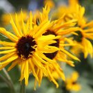 Sunflower Seeds Orange Ruffles Beauty Flowers Organic Flower Seed Grown 25