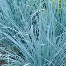 Blue Dune Leymus Grass Wheat Head Perennial Ornamental 1 Live Plant Clumping