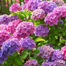 Merritt'S Supreme Hydrangea Plant Live Landscaping Plants Perennial Shrubs