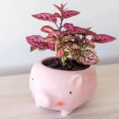 Pink Polka Dot Plant House Plants Ppp Potted 2.5" Inch Pots