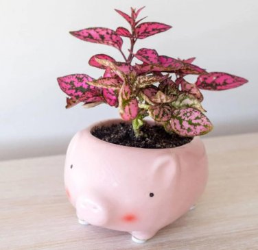 Pink Polka Dot Plant House Plants Ppp Potted 2.5" Inch Pots