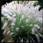 Big White Fountain Grass Pennisetum Bunny Tails Perennial Ornamental 1 Live Plant Clumping