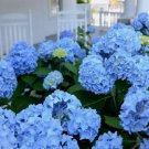 Nikko Blue Hydrangea Plants Cuttings Fresh Cut Flower Stems Upon Order No Roots
