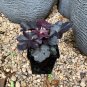 Black Obsidian Heuchera With Flowers Perennial Live Plant Summer Spring Flower Full Sun Coral Bells 
