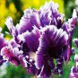 Mysterious Parrot Tulip Bulbs Flowers Rare Tulips Purple Flower New