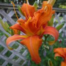 Kwanso Daylily Flowers Lilies Perennial Flower Live Plants Zone 3-9 Original Traditional Orange Lily