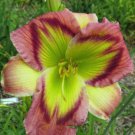 Daylily Seeds Malachite Sunbird Variation Fresh Rare Ready To Grow Live Hybrid Seeds See Description