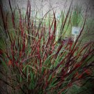 Cheyenne Sky Switch Grass Panicum Red Tall Grows 4' Feet Perennial Ornamental 1 Live Plant Clumping