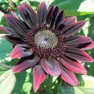 Sunflower Seeds Chianti Flowers Organic Flower Seed Grown 25