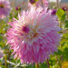 Dahlia 'Princess' Perennial Flower Live Plants Huge 10" Inch Blooms Double Ppp Pink And White Flower