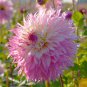 Dahlia 'Princess' Perennial Flower Live Plants Huge 10" Inch Blooms Double Ppp Pink And White Flower