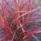 Fireworks Fountain Grass Pennisetum Tall Grows 4' Feet Perennial Ornamental 1 Live Plant Clumping Zo
