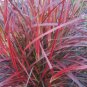Fireworks Fountain Grass Pennisetum Tall Grows 4' Feet Perennial Ornamental 1 Live Plant Clumping Zo