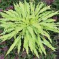 Hosta Wiggles And Squiggles Live Plants Root Bulb Rhizome Yellow Gold To Green Wavy Leaves