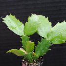 Christmas Cactus Starter Plant